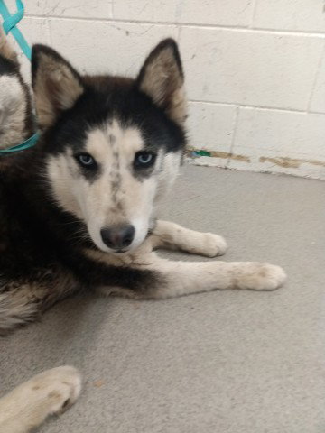 HEIDI, an adoptable Siberian Husky in San Bernardino, CA