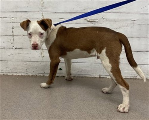 SERGEANT, an adoptable Pit Bull Terrier in San Bernardino, CA