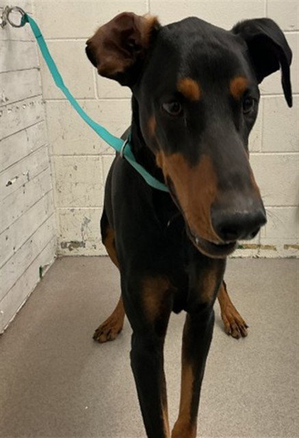 LALO, an adoptable Doberman Pinscher in San Bernardino, CA