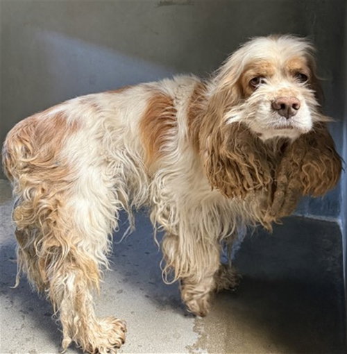 FRANK, an adoptable Cocker Spaniel in San Bernardino, CA