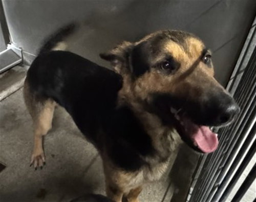 SOLO, an adoptable German Shepherd Dog in San Bernardino, CA