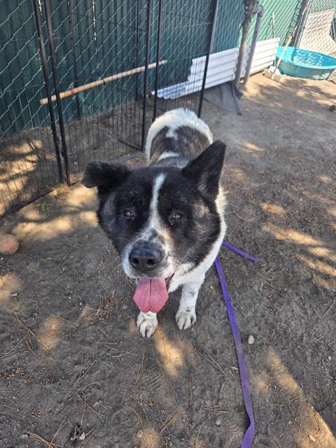 AKIRA, an adoptable Akita in San Bernardino, CA