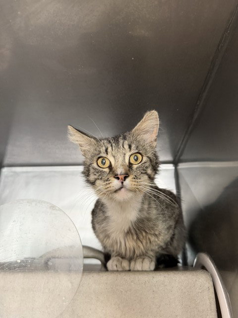 picture of the cat needing adoption