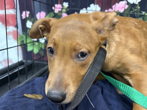 picture of the dog needing adoption