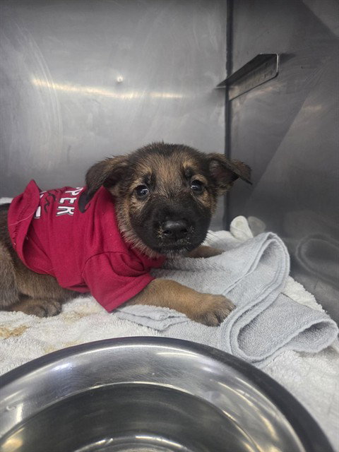 A592019 - German Shepherd Dog available for adoption