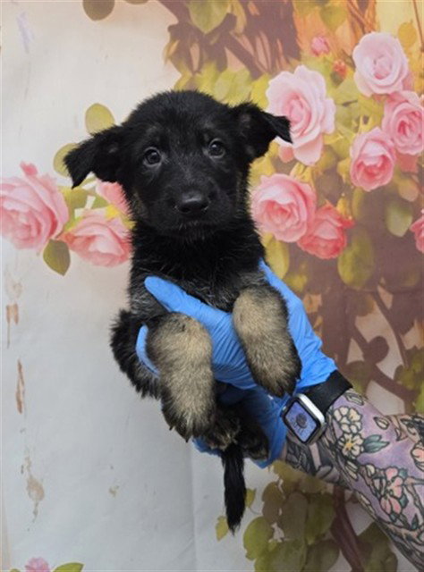 A592023 - German Shepherd Dog available for adoption