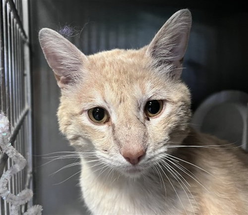 BODHI, Young Domestic Short Hair (medium coat), cat for adoption in Montclair, California