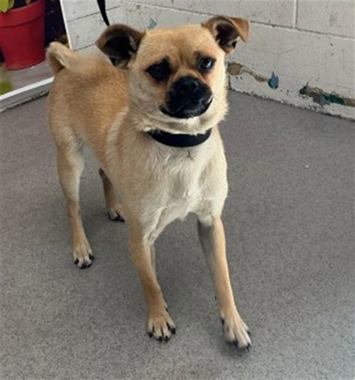 TEDDY, an adoptable Pug in San Bernardino, CA