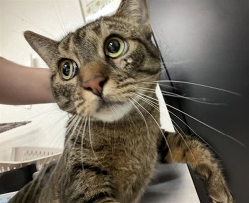 ZENON, Adult Domestic Short Hair (medium coat), cat for adoption in Montclair, California
