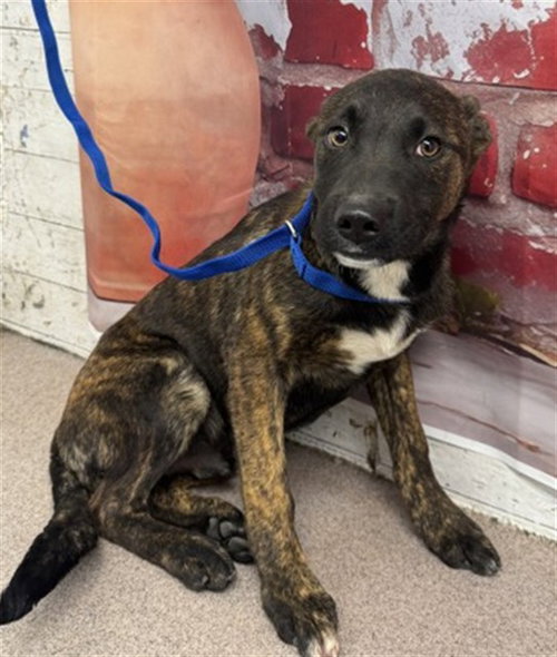 ZIGGY, an adoptable Dutch Shepherd in San Bernardino, CA