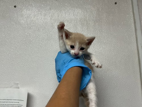 A591678, Baby Domestic Short Hair (medium coat), cat for adoption in Montclair, California