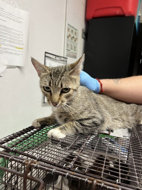 SHEBA, Young Domestic Short Hair (medium coat), cat for adoption in Montclair, California