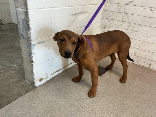 JAEGER, an adoptable Rhodesian Ridgeback in San Bernardino, CA