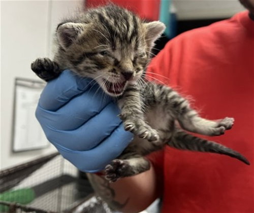 NARUTO, Baby Domestic Short Hair (medium coat), cat for adoption in Montclair, California