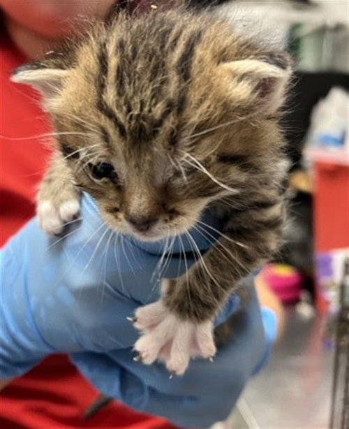 SAKURA, Baby Domestic Short Hair (medium coat), cat for adoption in Montclair, California