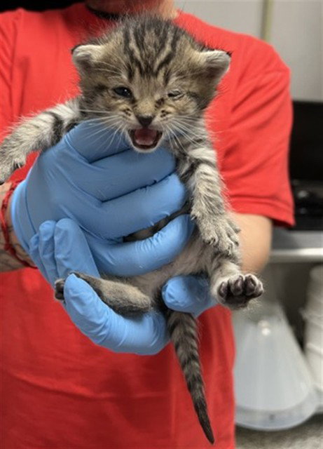 SAI, Baby Domestic Short Hair (medium coat), cat for adoption in Montclair, California
