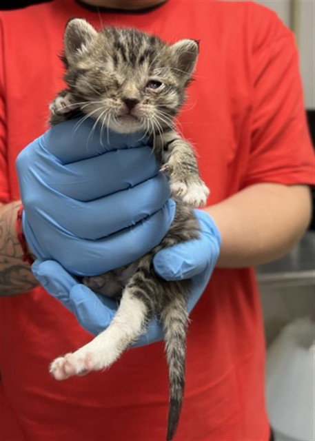 KAKASHI, Baby Domestic Short Hair (medium coat), cat for adoption in Montclair, California