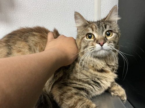 MEOW MEOW, Young Domestic Long Hair (medium coat), cat for adoption in Montclair, California