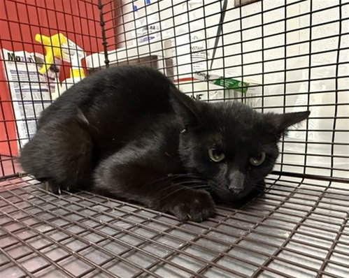 A592109, Adult Domestic Short Hair (medium coat), cat for adoption in Eastvale, California
