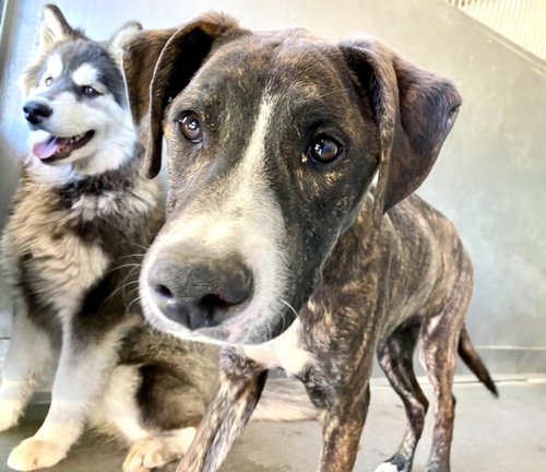 ELI, an adoptable Pit Bull Terrier in San Bernardino, CA
