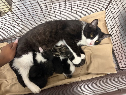 SABRINA, Adult Domestic Short Hair (medium coat), cat for adoption in Eastvale, California