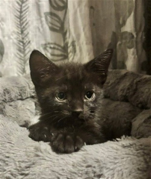 JEWEL, Baby Domestic Short Hair (medium coat), cat for adoption in Eastvale, California