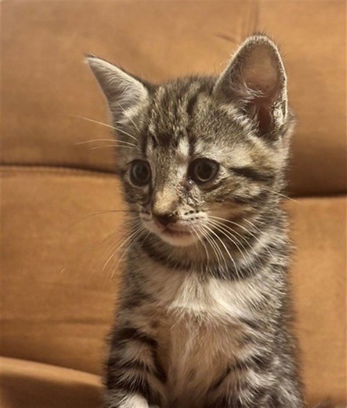 SALEM, Baby Domestic Short Hair (medium coat), cat for adoption in Eastvale, California