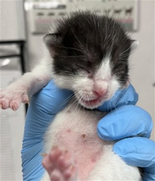 EDWARD, Baby Domestic Short Hair (medium coat), cat for adoption in Eastvale, California