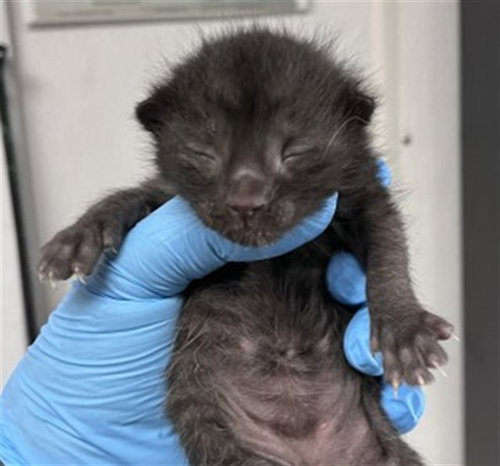GEORGE, Baby Domestic Short Hair (medium coat), cat for adoption in Eastvale, California