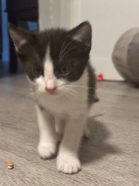 WINSLOW, Baby Domestic Short Hair (medium coat), cat for adoption in Eastvale, California