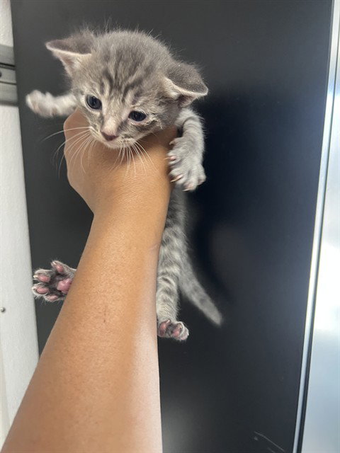 TERIYAKI, Baby Domestic Short Hair (medium coat), cat for adoption in Eastvale, California
