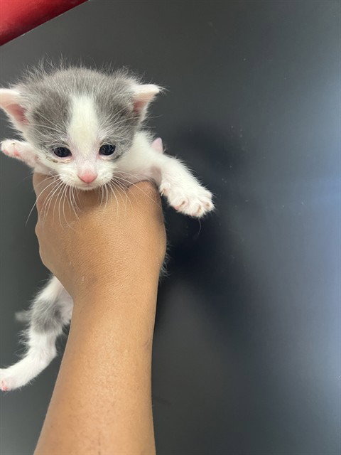 SESAME, Baby Domestic Short Hair (medium coat), cat for adoption in Eastvale, California