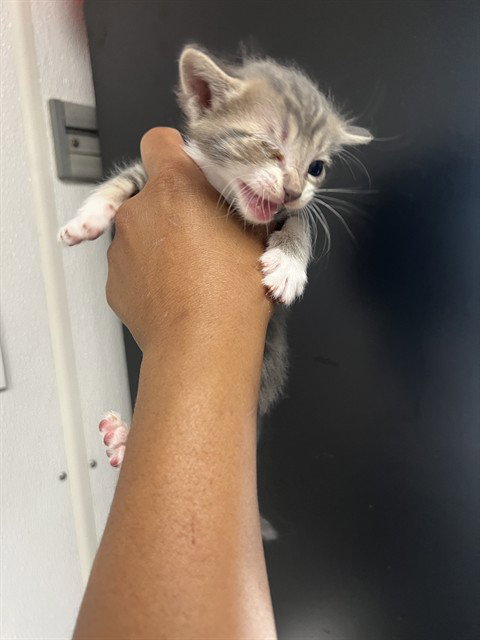 HONEY WALNUT, Baby Domestic Short Hair (medium coat), cat for adoption in Eastvale, California