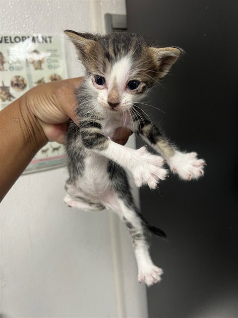 CHARLIE, Baby Domestic Short Hair (medium coat), cat for adoption in Eastvale, California