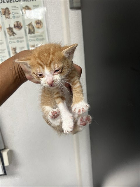 CHEDDAR, Baby Domestic Short Hair (medium coat), cat for adoption in Eastvale, California