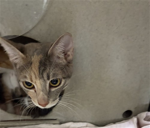 HAZEL, Young Domestic Short Hair (medium coat), cat for adoption in Eastvale, California