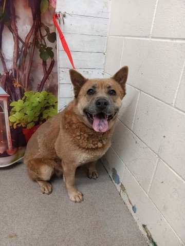 GARNET, an adoptable Chow Chow in San Bernardino, CA