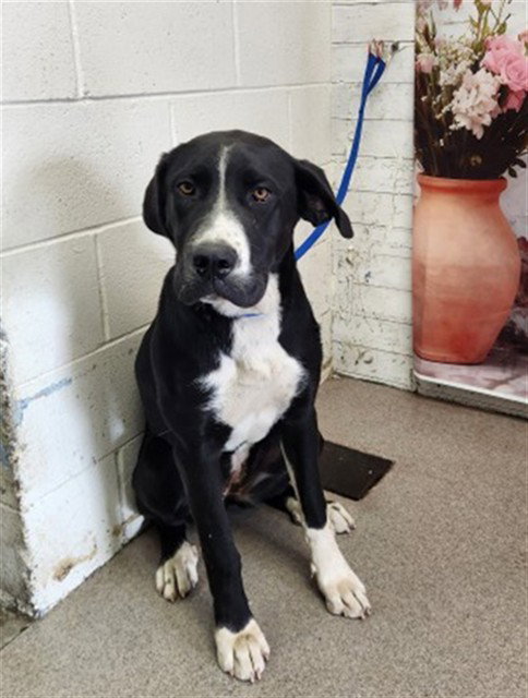 SAPPHIRE, an adoptable Great Dane in San Bernardino, CA