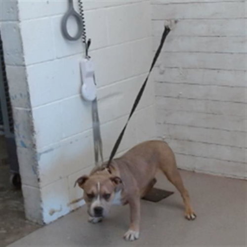 CHAPO, an adoptable Pit Bull Terrier in San Bernardino, CA