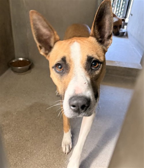 HALLIE, an adoptable Bull Terrier in San Bernardino, CA