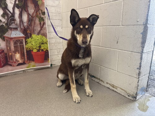 DAISY, an adoptable Siberian Husky in San Bernardino, CA