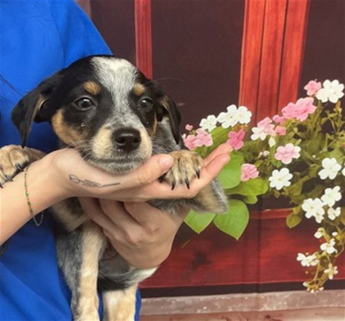 IVY, an adoptable Australian Cattle Dog in San Bernardino, CA