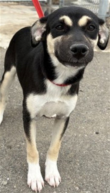 APRIL, an adoptable German Shepherd Dog in San Bernardino, CA