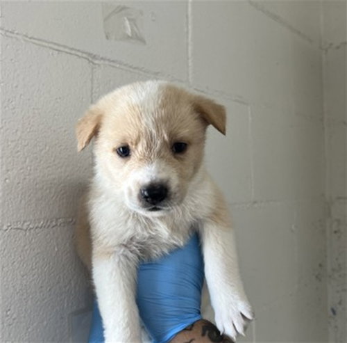 ISA - German Shepherd Dog available for adoption