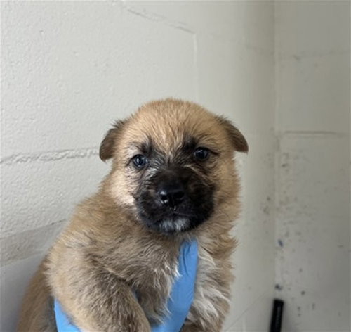 CADEN - German Shepherd Dog available for adoption