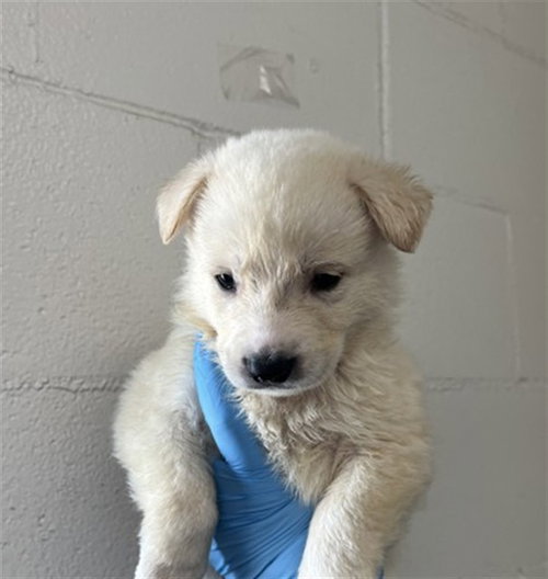 MILO - German Shepherd Dog available for adoption