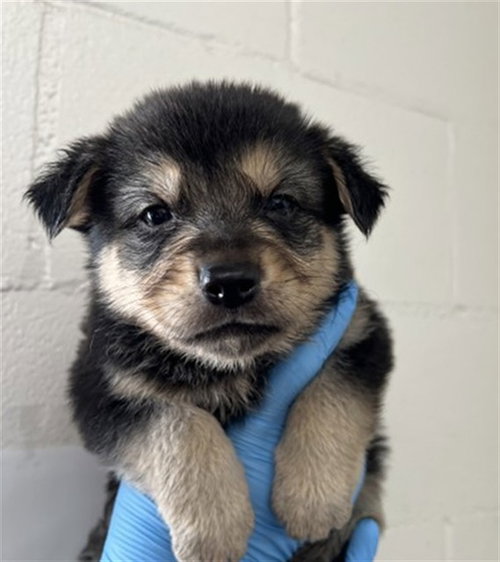 HUDSON - German Shepherd Dog available for adoption