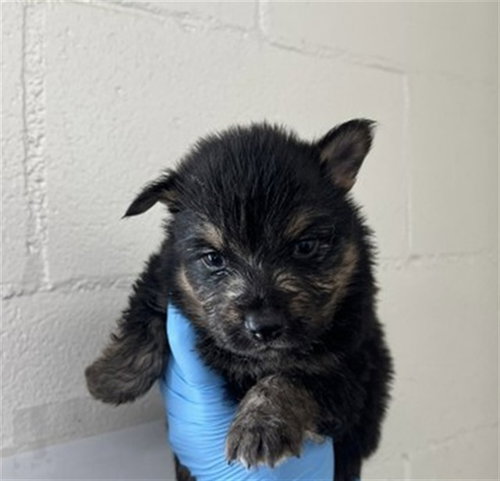 WINTER - German Shepherd Dog available for adoption