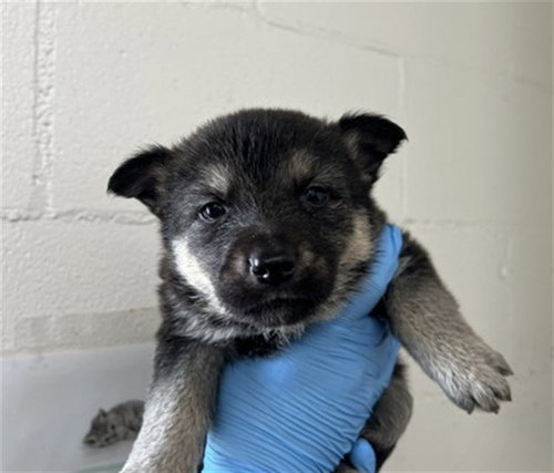 FABLE - German Shepherd Dog available for adoption