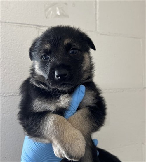 BENNET - German Shepherd Dog available for adoption